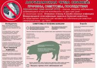 Внимание. Африканская чума свиней.