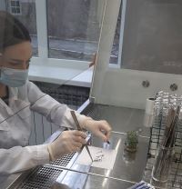 В молодежной лаборатории биотехнологий тестируют древесно-кустарниковые растения на устойчивость к засухе в культуре in vitro
