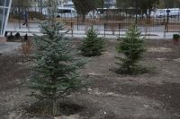 В новом парке в Тракторозаводском районе специалисты высадили двести деревьев и кустарников