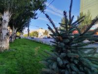 Муниципалитет завершил озеленение улицы Рабоче-Крестьянской в Ворошиловском районе