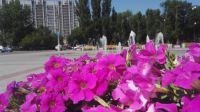 Ко Дню Победы Волгоград украсят 69 тысяч цветов