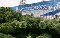 В Волгограде откроются 62 площадки по продаже хвойных деревьев
