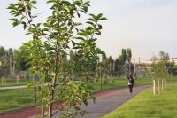 Осенью этого года улицы Волгограда украсят порядка 3000 деревьев и кустарников из «Горпитомника»
