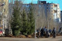 На зеленой зоне вдоль новой автодороги по улице Хорошева в Дзержинском районе подрядная организация высаживает 6-метровые ели и ивы