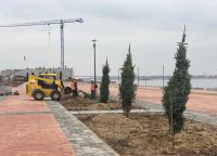 На реконструируемой набережной Волгограда стартовала высадка крупномерных елей