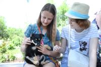 Волгоградцев познакомили с питомцами приюта для бездомных животных «Дино»