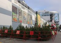 В Волгограде готовятся к открытию площадки для продажи хвойных деревьев 